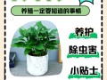 万年青怎么养（水培万年青怎么养）
