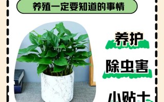 万年青怎么养（水培万年青怎么养）