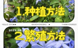 蓝雪花的繁殖方法（蓝雪花的繁殖方法是什么?）