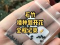 常夏石竹怎么繁殖（常夏石竹夏季养护）