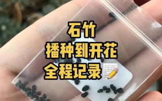 常夏石竹怎么繁殖（常夏石竹夏季养护）