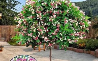 锦带花如何盆栽（锦带花盆栽室外过冬）
