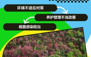 家里杜鹃花总掉叶（家里杜鹃花总掉叶怎么回事）