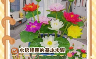 美丽莲冬天怎么养（美丽莲多肉图片大全）