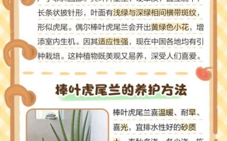 棒叶虎尾兰怎么养（棒叶虎尾兰怎么养护）