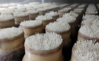 金针菇的根怎么种植（金针菇的根怎么种植没有小苏打）