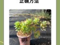 多肉移植后多久浇水（多肉移植后多久浇水浇多少）