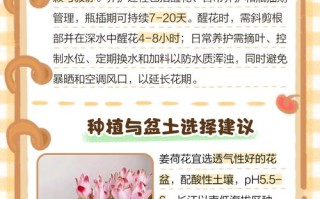 姜荷花怎么养（姜荷花怎么养殖方法和注意事项）