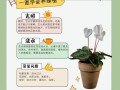 仙客来秋天怎么养（仙客来立秋以后怎么养护）