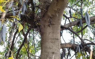 皂角树的种植方法（皂角树种子育苗最简单的方法）