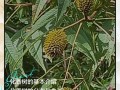 化香树怎么养（化香树根作用）