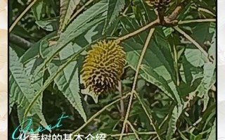 化香树怎么养（化香树根作用）