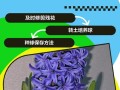 风信子开花后怎么处理（风信子花怎么养）