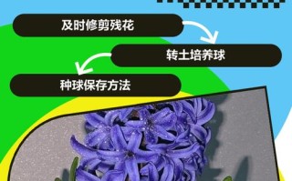 风信子开花后怎么处理（风信子花怎么养）
