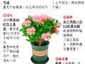 如何让杜鹃花四季开花（如何让杜鹃花开花不断）