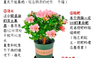 如何让杜鹃花四季开花（如何让杜鹃花开花不断）