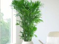 夏威夷椰子怎么浇水（夏威夷椰子多久浇一次水）