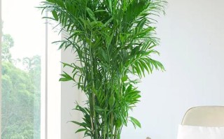 夏威夷椰子怎么浇水（夏威夷椰子多久浇一次水）