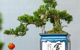 换盆的最佳时期到了（换盆过程）