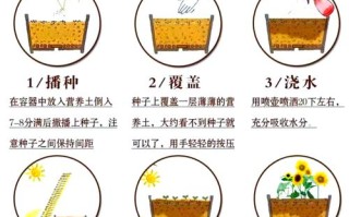 风信子怎么养（开花过后的风信子怎么养）