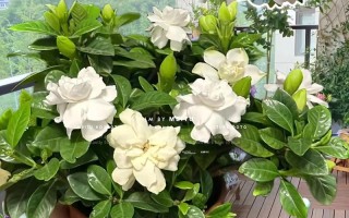 栀子花什么时候换盆（网上买的栀子花为什么养不活）