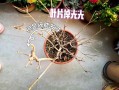 桂花叶子掉光怎样补救（桂花叶子都掉光了还能活吗怎么办呢）