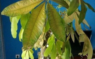 招财树掉叶子一碰就掉（招财树掉叶子一碰就掉怎么办）