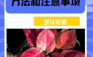 如意皇后怎么浇水（如意皇后浇水多久浇一次）