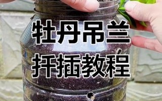 牡丹吊兰怎么浇水（牡丹吊兰浇水要注意事项是什么）