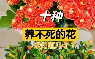 家里花总养不好（家里花养不好会死,什么原因导致的把花养好）