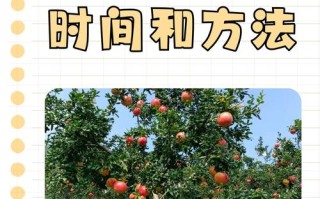 石榴花秋天怎么养（石榴花夏季如何养护）