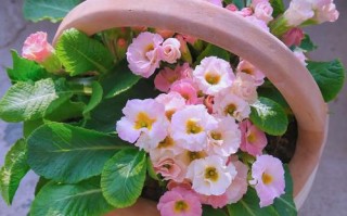 报春花冬天能开吗（报春花能过冬吗）
