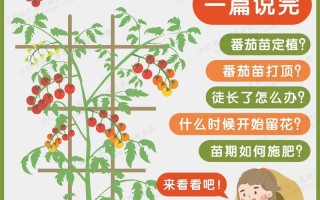 怎么种植番茄（怎么种植番茄种子视频）