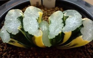 养花就选这6种颗粒（种花的颗粒）