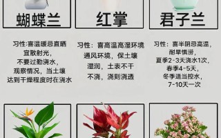 初春养花牢记这5点（初春的花有哪些,有什么寓意）