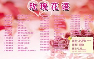 24朵鲜花寓意（24朵玫瑰花语代表什么意思）