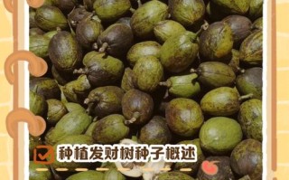 发财树种子怎么种（摇钱树种子怎么种）