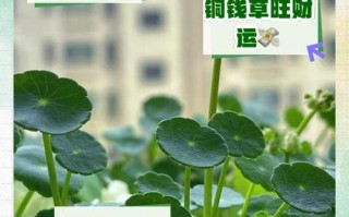 他家的铜钱草竟能养成瀑布（铜钱草景观）
