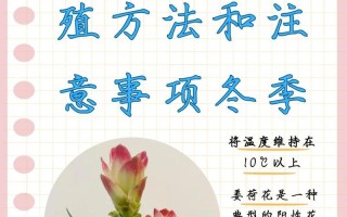 姜荷花怎么过冬（姜荷花过冬放哪里合适）