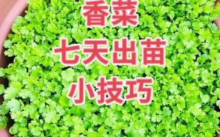 怎么种香菜出苗快（怎么种香菜出苗快视频）