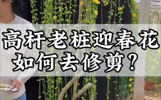迎春花怎么修剪（迎春花怎么修剪成一棵树）