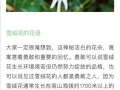 冬天鲜花花语（成都滨河社区卫生服务站）