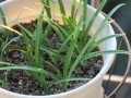 花韭的种植方法（花韭啥时候种）