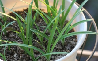 花韭的种植方法（花韭啥时候种）