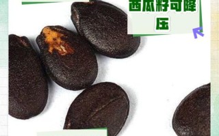 西瓜籽是怎么种出来的（西瓜籽如何种出西瓜）