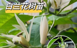 白玉兰开花后怎么办（白玉兰开花图片大全）