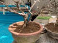 迎春花开完后怎么办（迎春花开完花的地方能发芽吗）