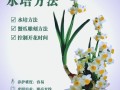 水仙秋天怎么养（水仙怎么养活）