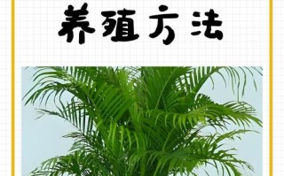 凤尾竹怎么养（凤尾竹怎么养容易活）