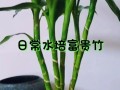 富贵竹水培怎么改土培（富贵竹水培改土培最佳时间）